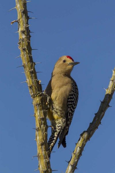 AZ, Sonoran Desert Gila woodpecker on ocotillo